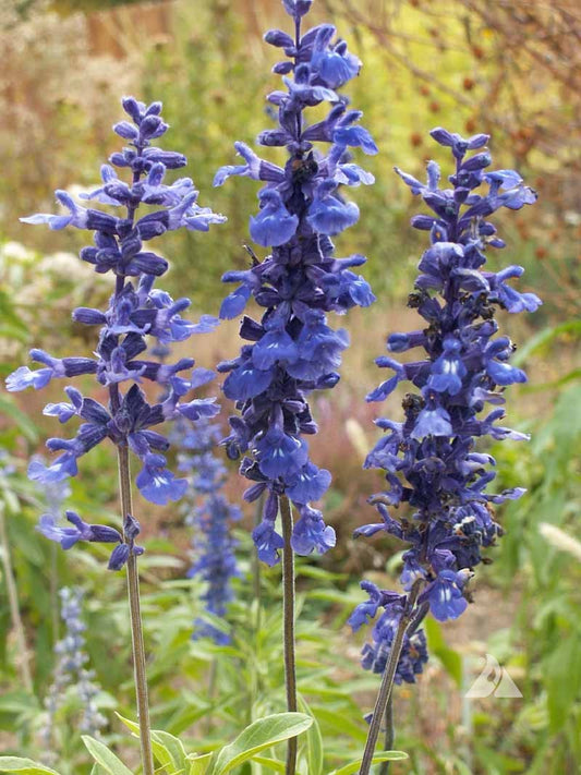 Mealy Blue Sage