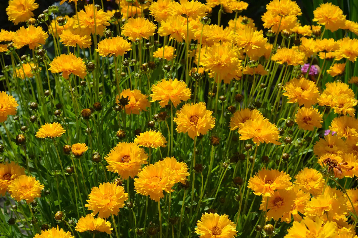 Sunburst Coreopsis