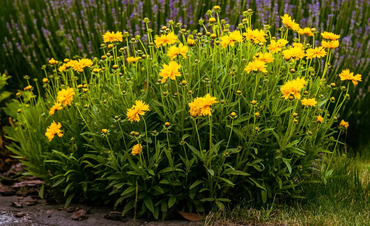 Sunburst Coreopsis