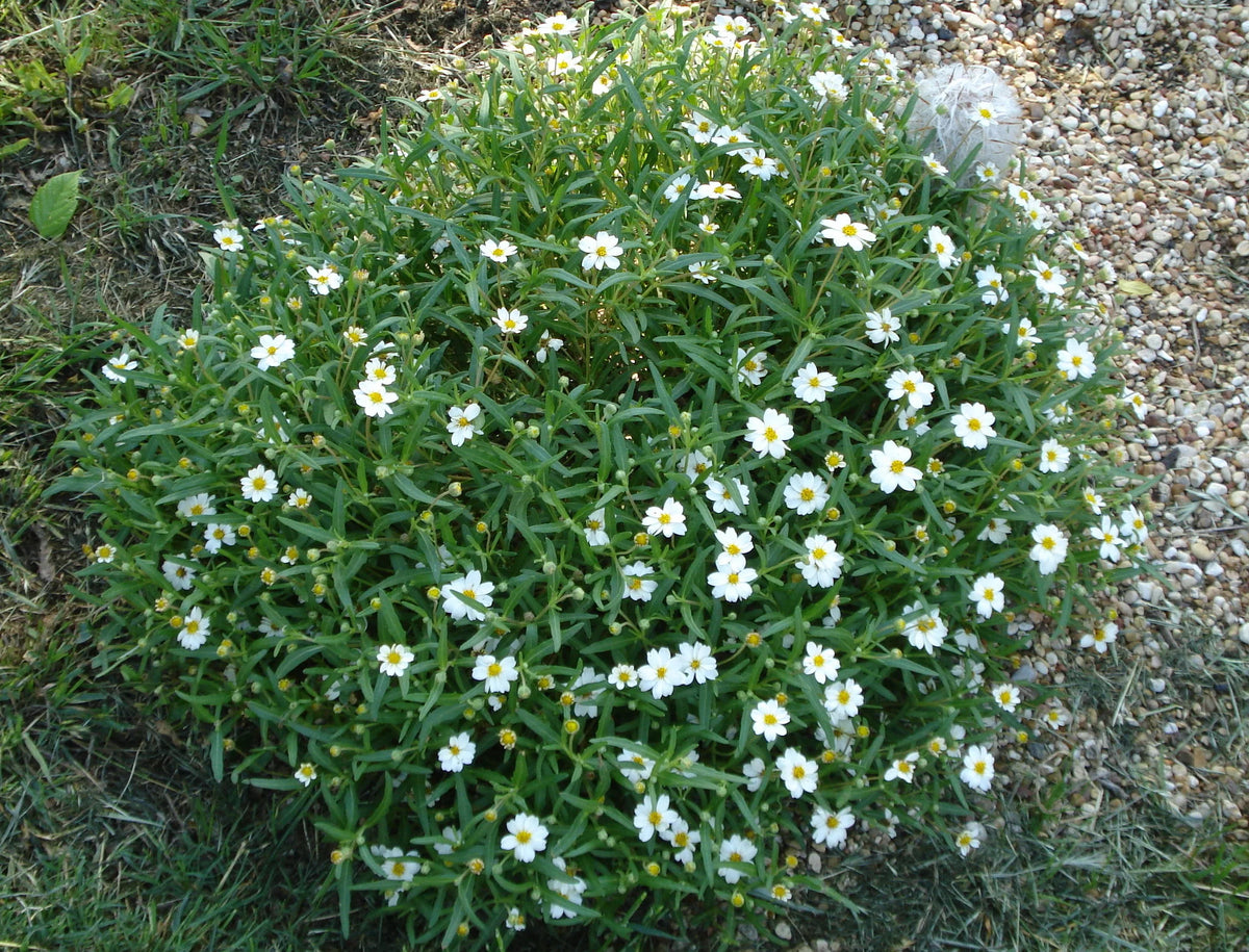 Blackfoot Daisy