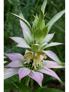 Spotted Bee Balm