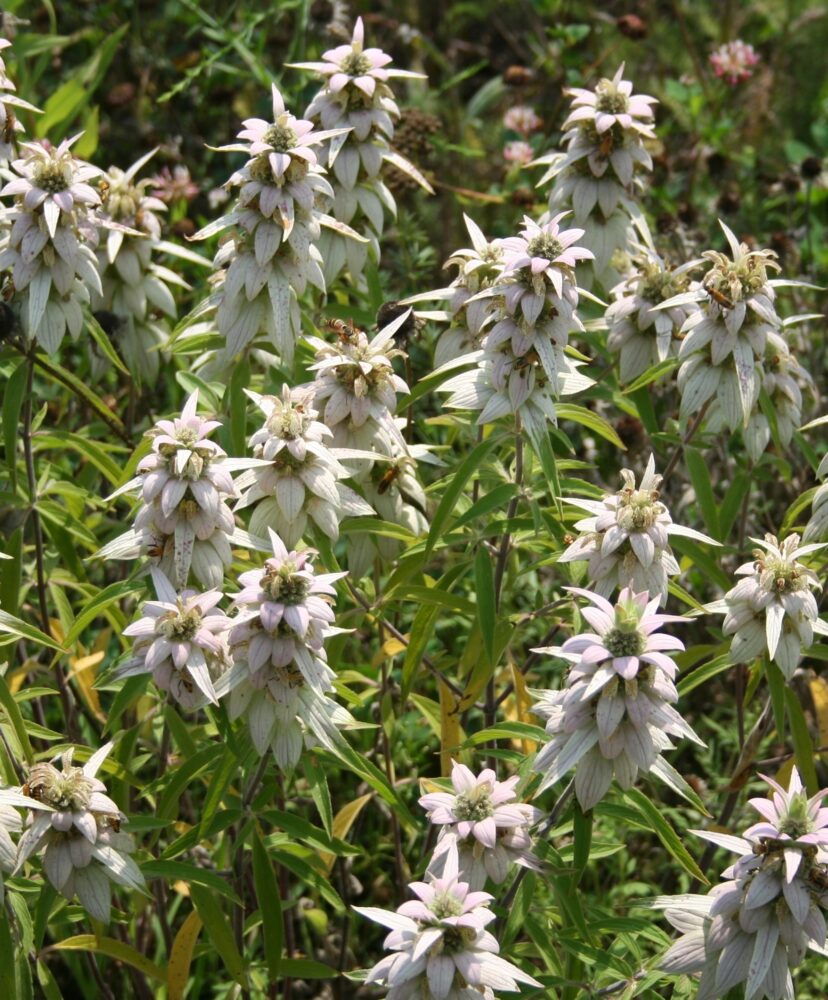 Spotted Bee Balm