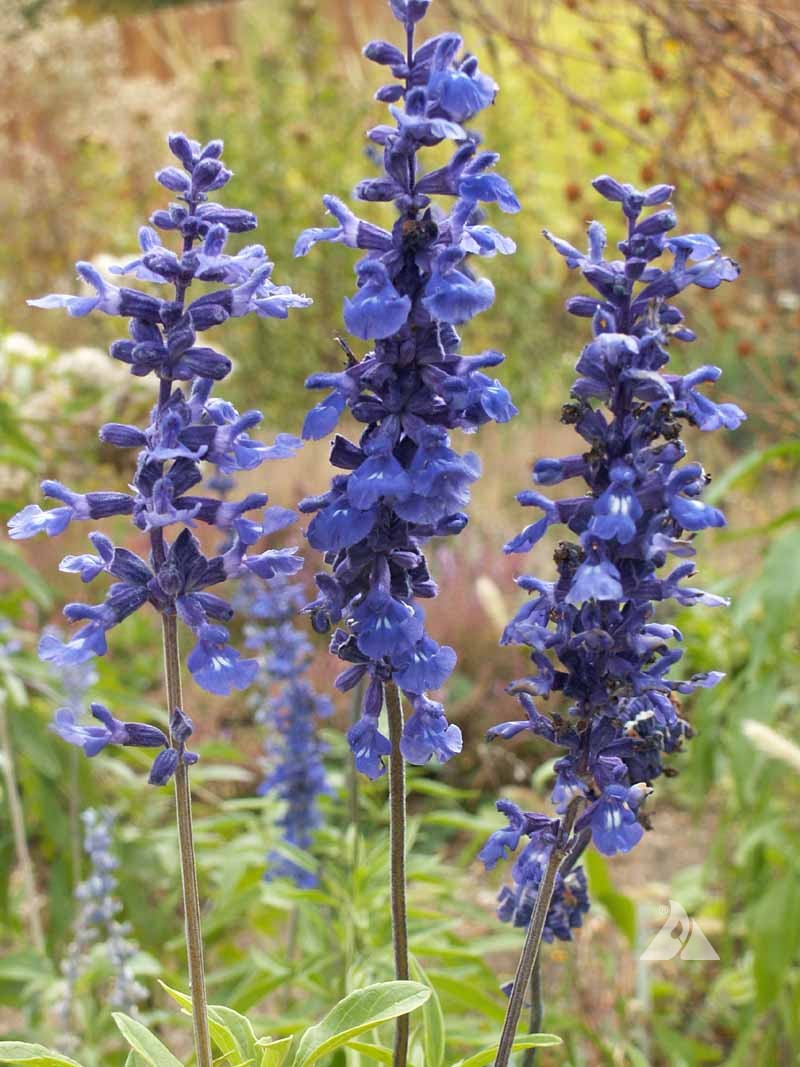 Mealy Blue Sage