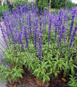 Mealy Blue Sage