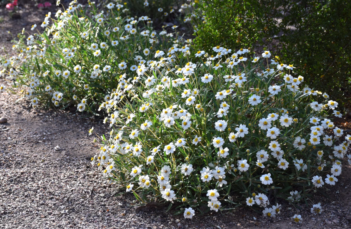 Blackfoot Daisy