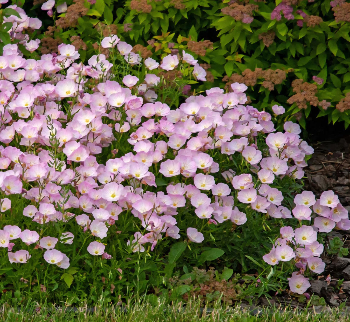 Pink Evening Primrose