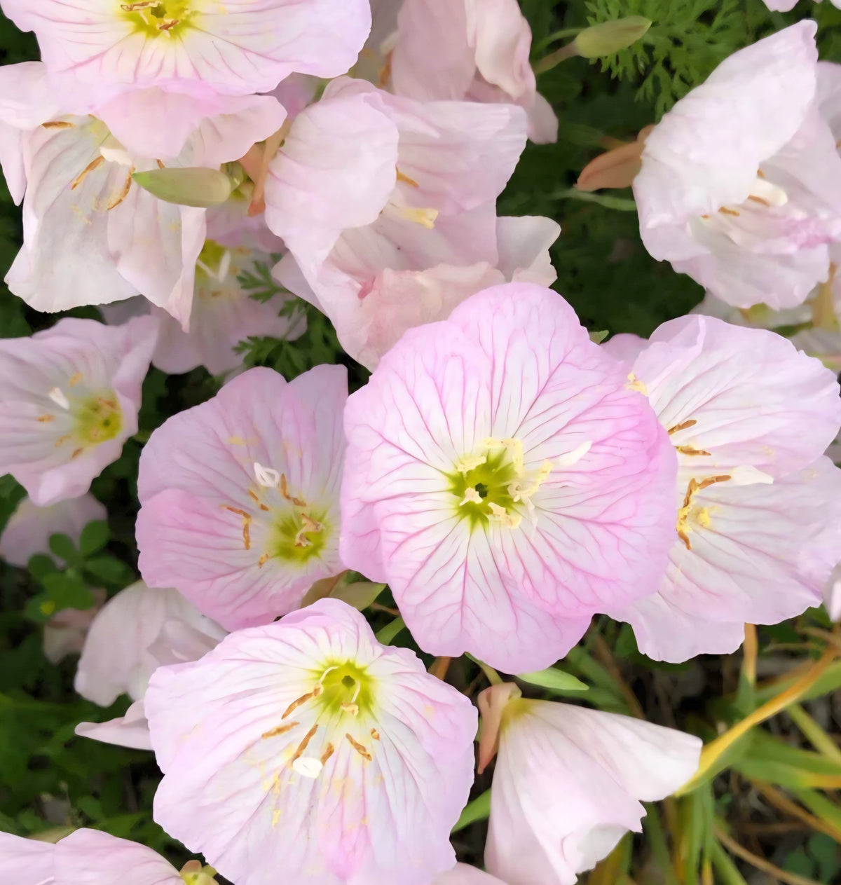 Pink Evening Primrose