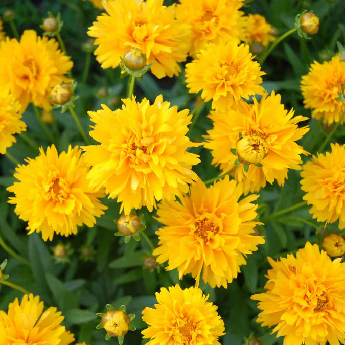 Sunburst Coreopsis