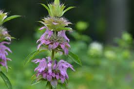 Lemon Beebalm