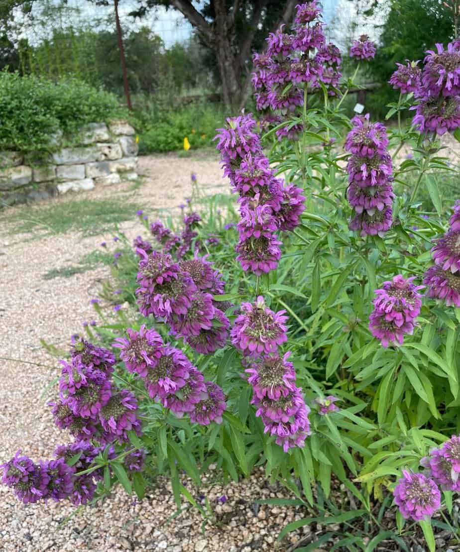 Lemon Beebalm