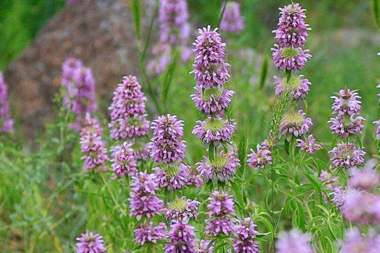 Lemon Beebalm