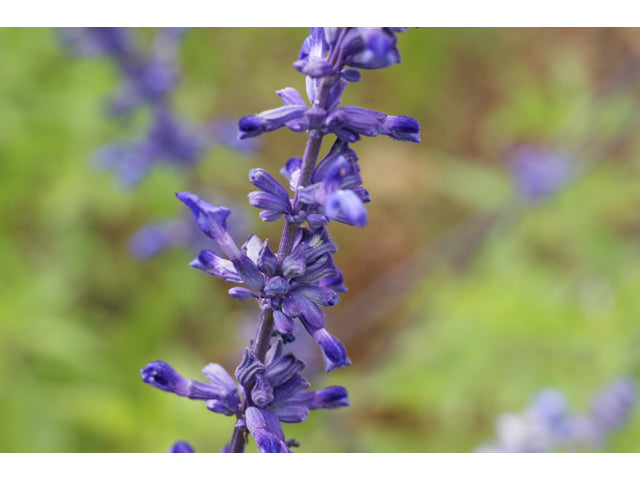 Mealy Blue Sage