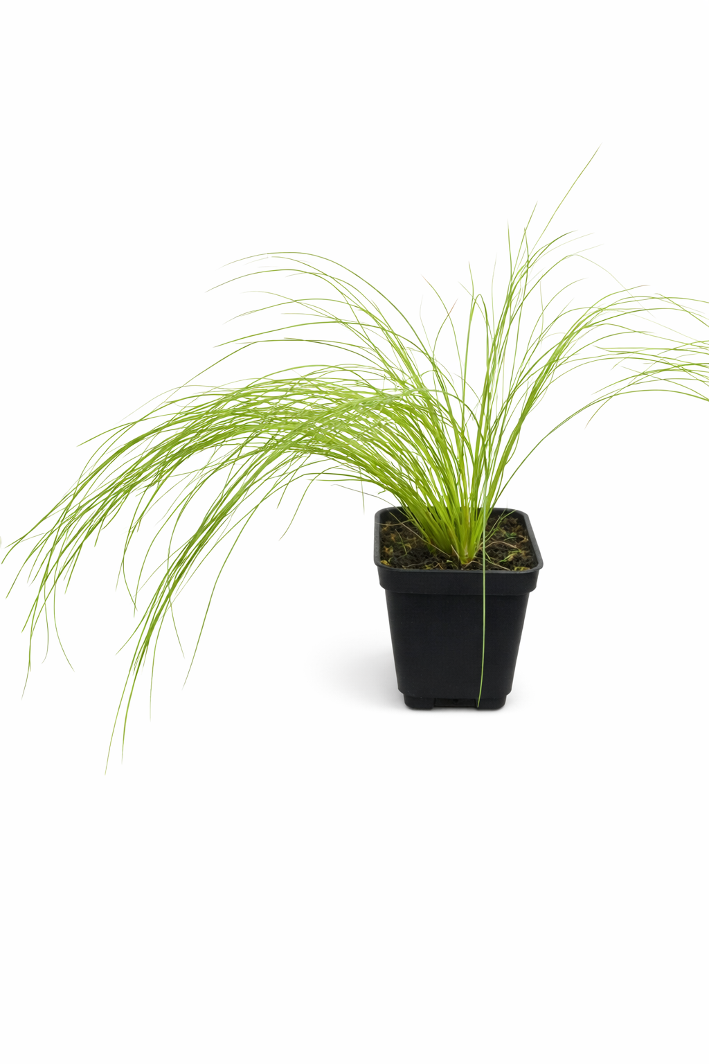 Mexican Feather Grass