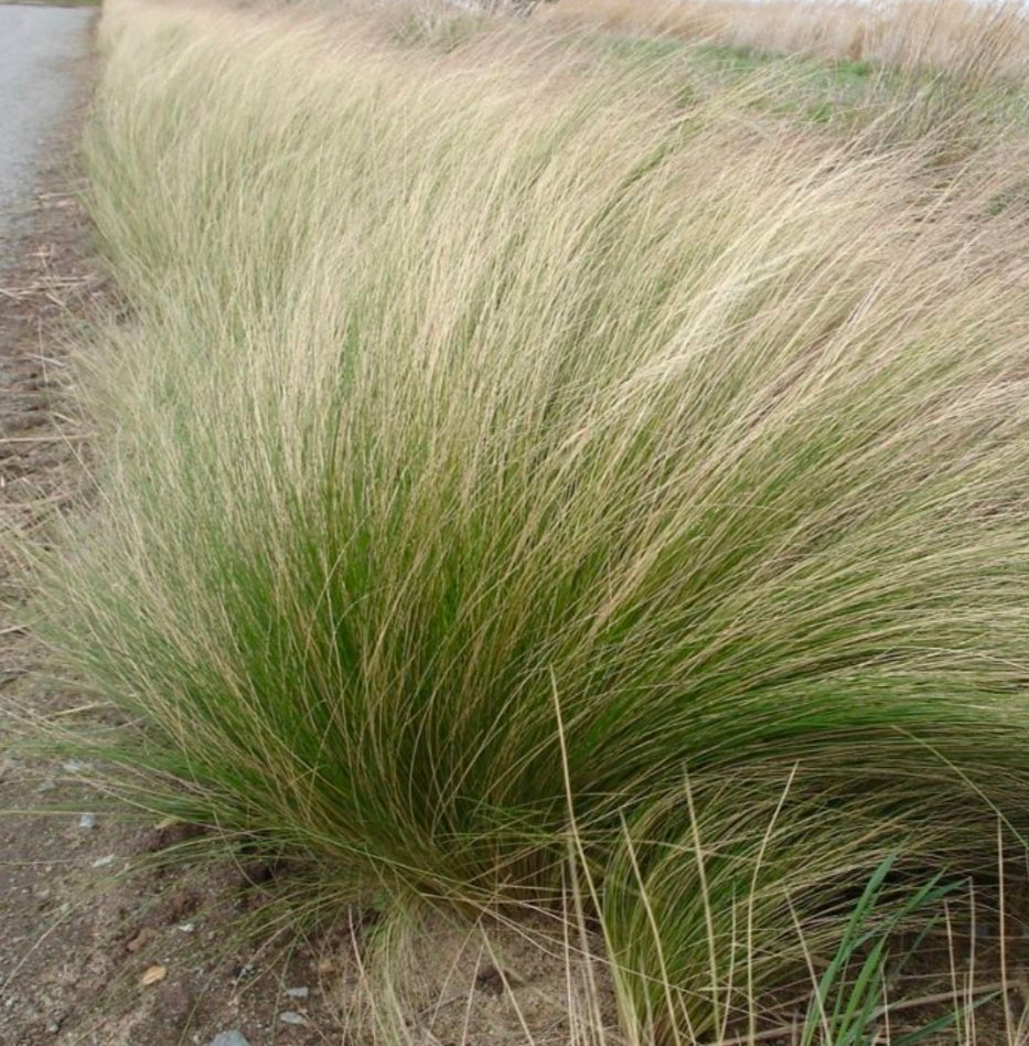 Mexican Feather Grass