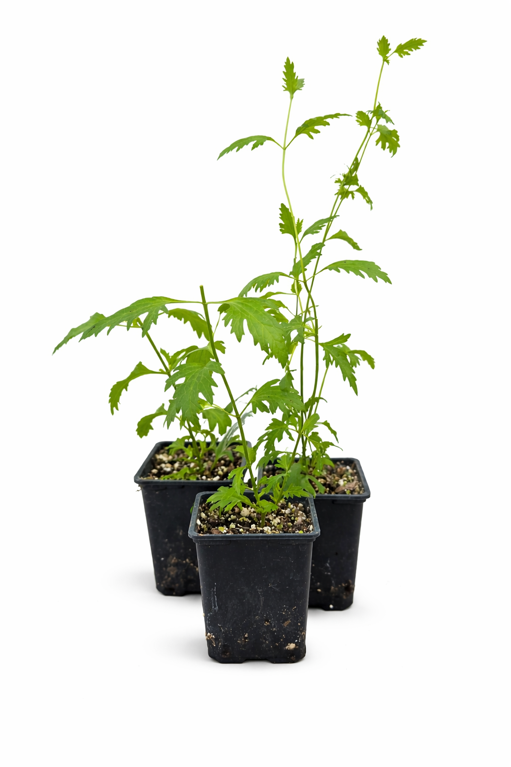 Gregg’s Mistflower
