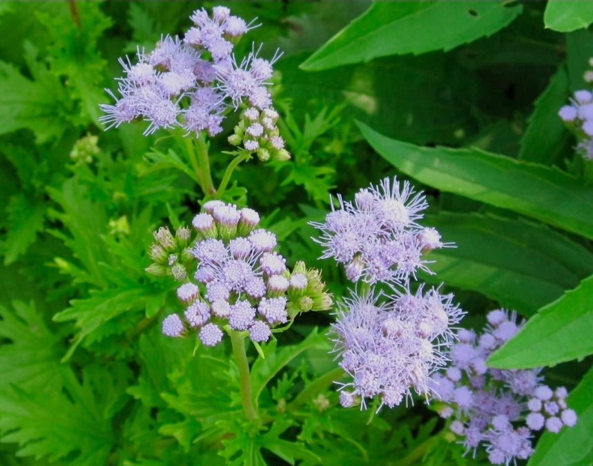 Gregg’s Mistflower