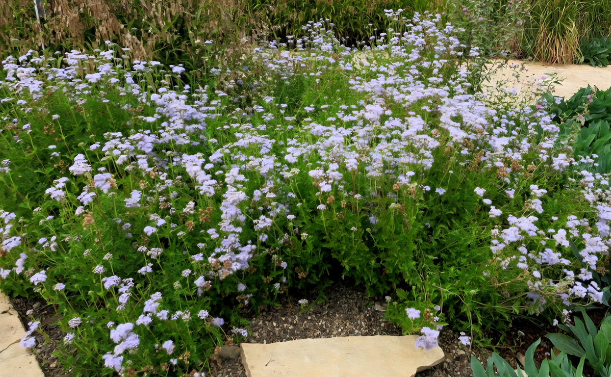 Gregg’s Mistflower